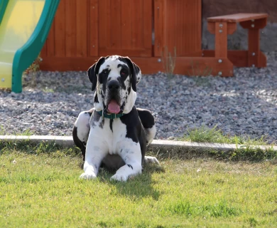 Gypsy  Great Dane