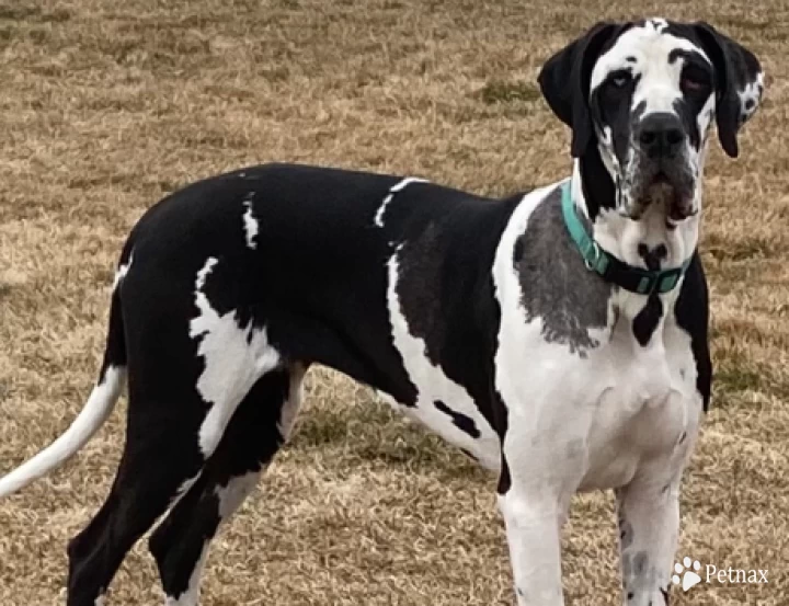 Gypsy  Great Dane