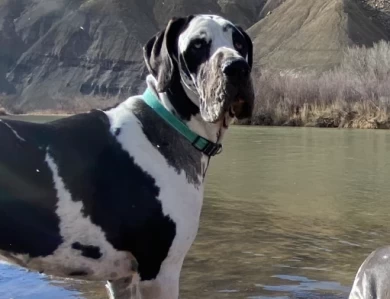 Gypsy  Great Dane