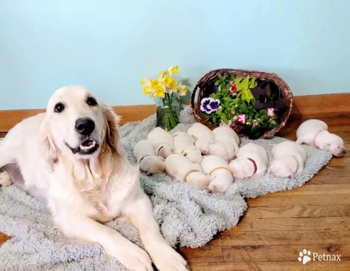 Dolly Golden Retriever