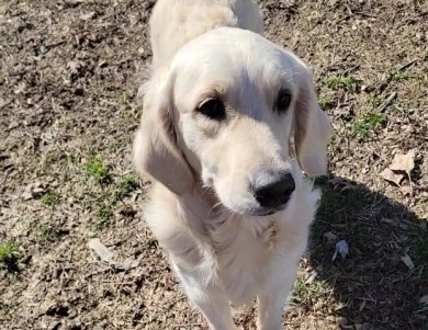 Dolly Golden Retriever