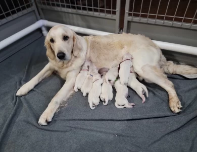 Dolly Golden Retriever