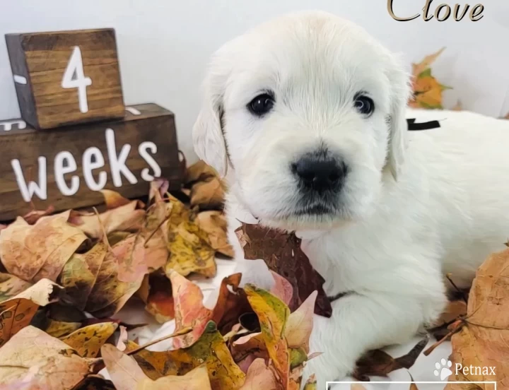 Clove Golden Retriever