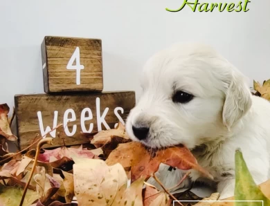 Harvest Golden Retriever