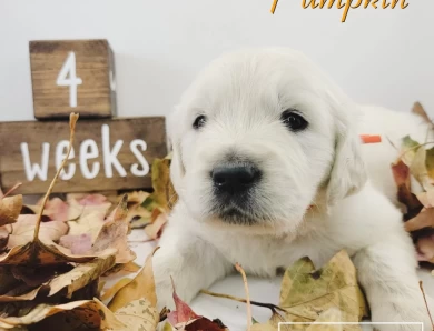 Pumpkin Golden Retriever