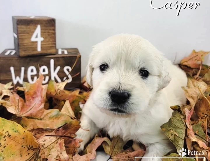 Casper Golden Retriever