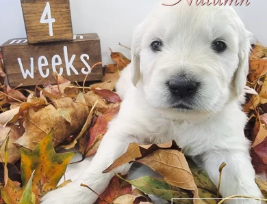 Autumn Golden Retriever