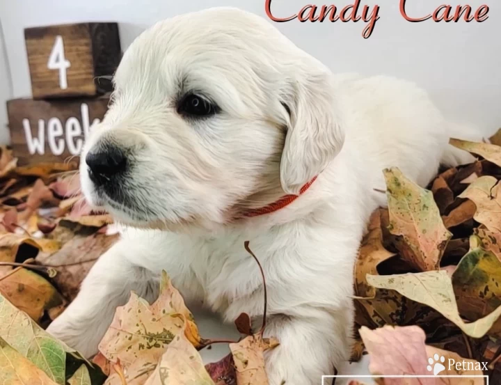 Candy Cane Golden Retriever