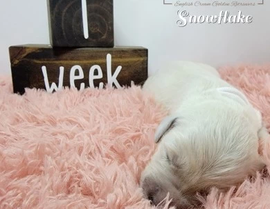 Snowflake Golden Retriever