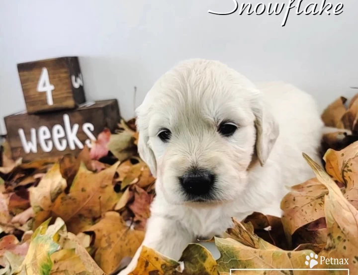 Snowflake Golden Retriever