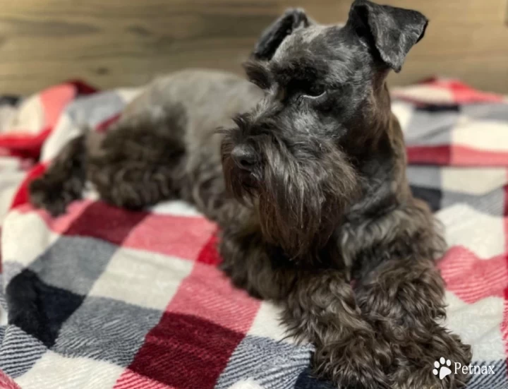 Tucker Miniature Schnauzer