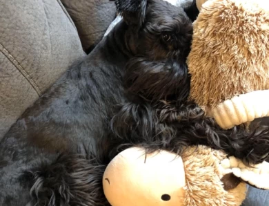 Tucker Miniature Schnauzer