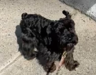 Tucker Miniature Schnauzer