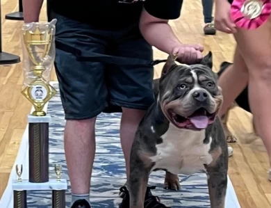 Chino  American Bully