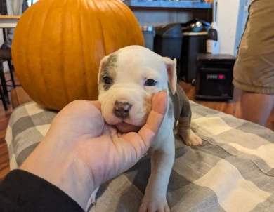 Onyx  American Bully