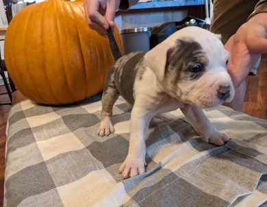 Onyx  American Bully