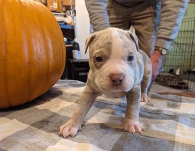 Caesar American Bully