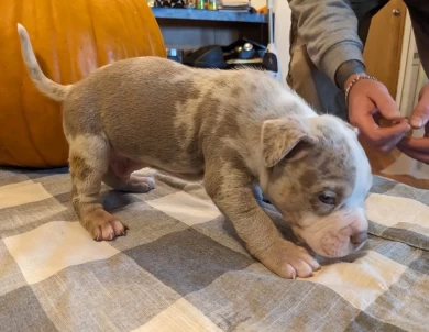 Caesar American Bully