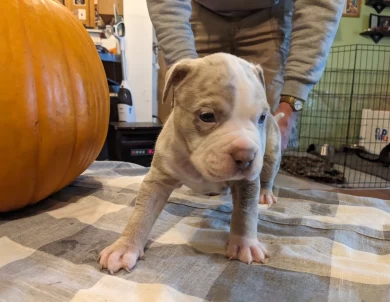 Caesar American Bully