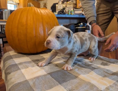 Caesar American Bully