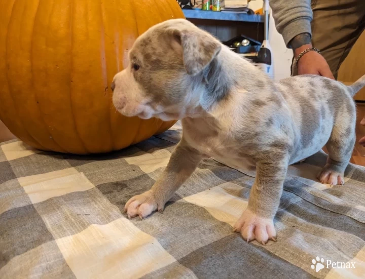 Caesar American Bully