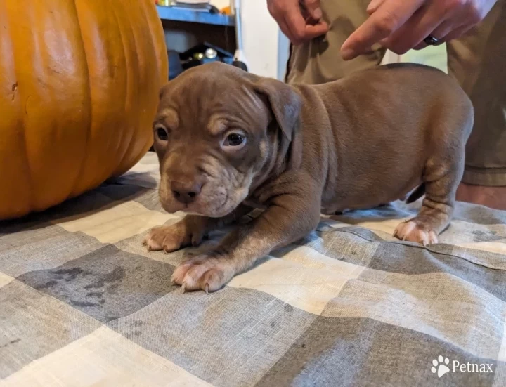 Chocolate Trindle  American Bully