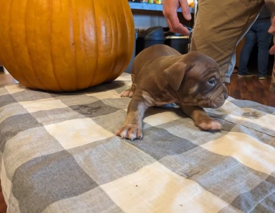 Chocolate Trindle  American Bully