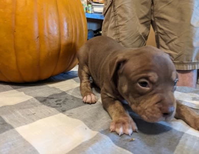 Chocolate Trindle  American Bully