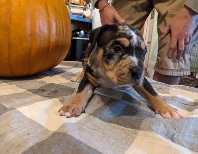 Boozer  American Bully