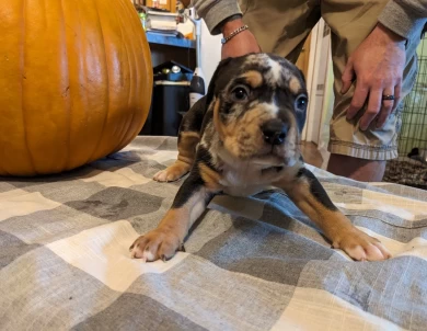 Boozer  American Bully