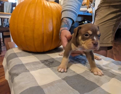 Chocolate Tricolor American Bully