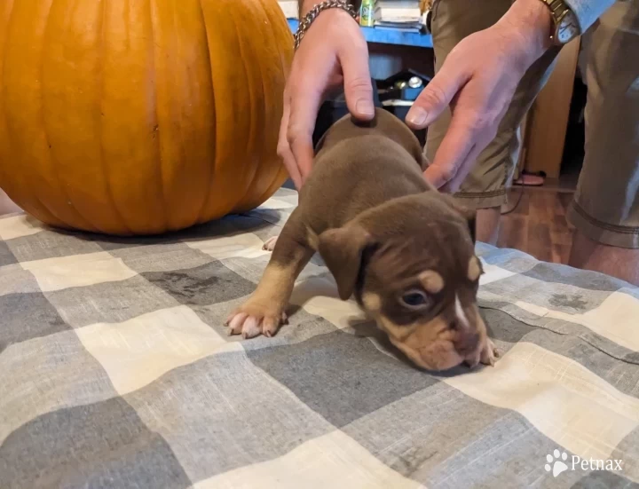 Chocolate Tricolor American Bully