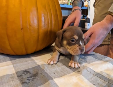 Chocolate Tricolor American Bully