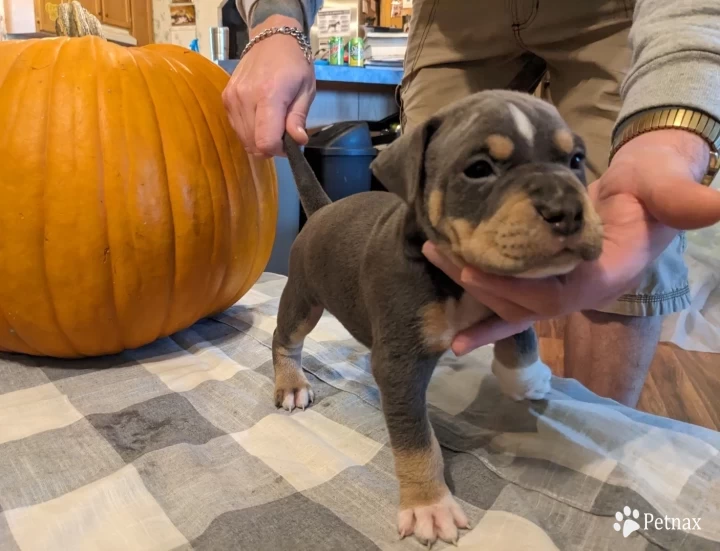 Bane  American Bully