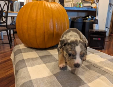 Kai  American Bully