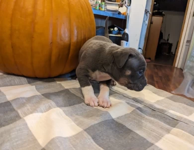 Blue Tricolor  American Bully