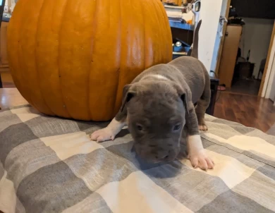 Blue Tricolor  American Bully