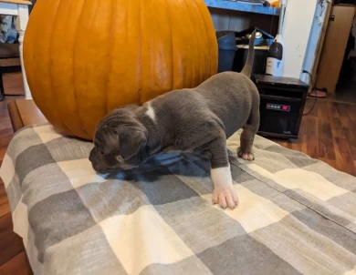 Blue Tricolor  American Bully