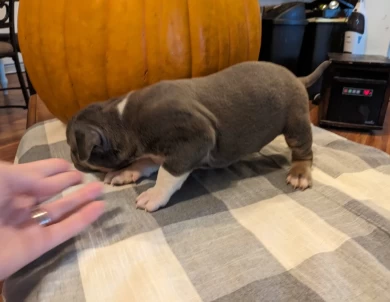 Blue Tricolor  American Bully
