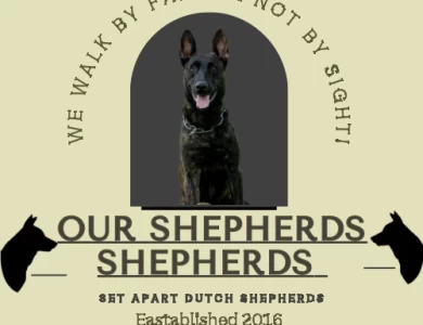 FCI Dutch Shepherds 