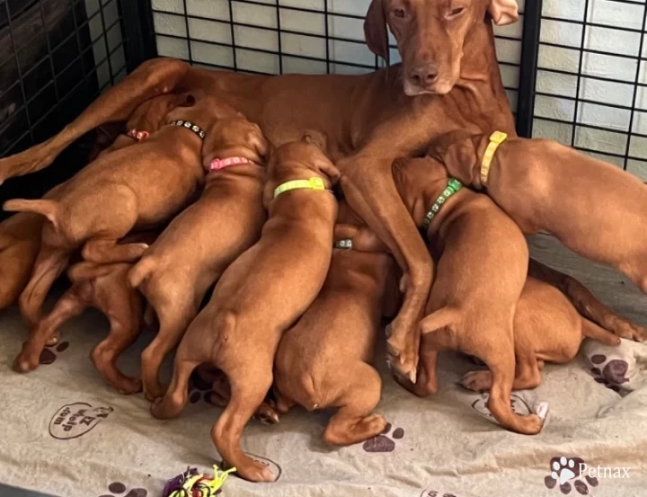 Delta Vizsla