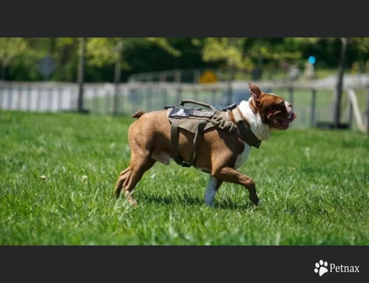 Cooper Boston Terrier