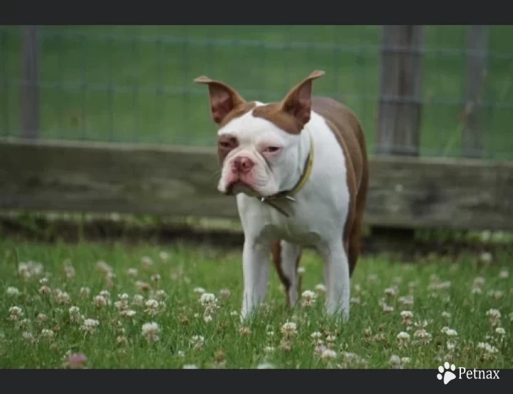 Harley Boston Terrier