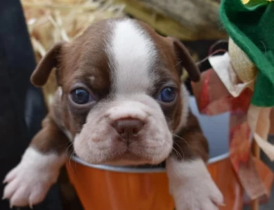 Reeses Boston Terrier