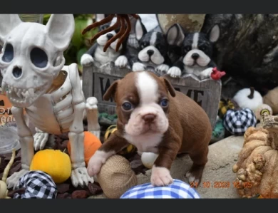 Reeses Boston Terrier