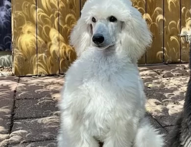 Graybark Standard poodles 