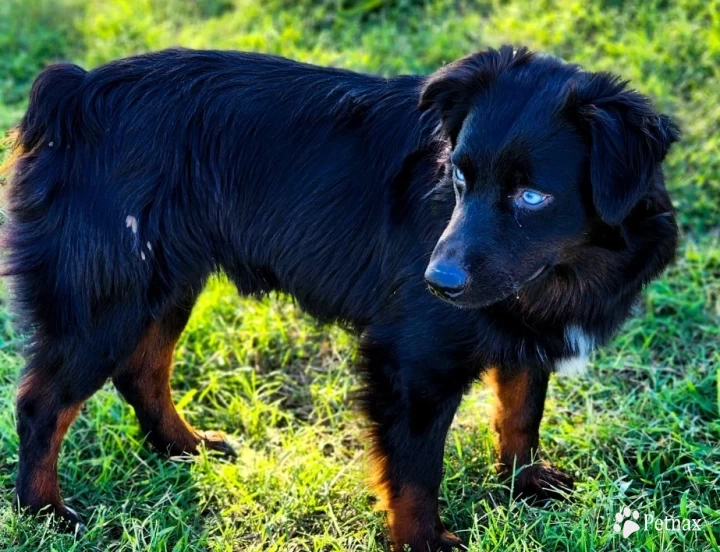 Hawk Miniature Australian Shepherd