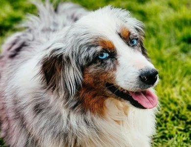 Diamond Miniature Australian Shepherd