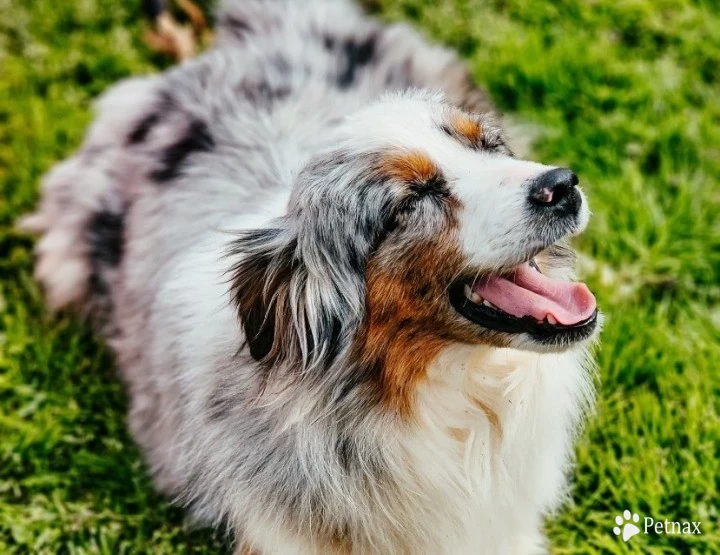 Diamond Miniature Australian Shepherd