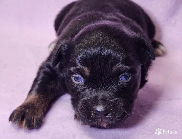 Topaz Miniature Australian Shepherd